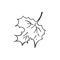 Graphic leaves. Hand draws graphic illustrations on a white background. Graphic leaves for design