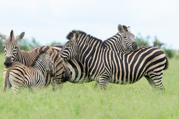 Zèbre de Burchell,.Equus quagga burchelli, Parc national Kruger, Afrique du Sud