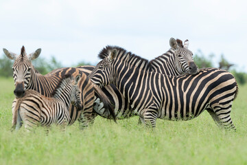 Zèbre de Burchell,.Equus quagga burchelli, Parc national Kruger, Afrique du Sud