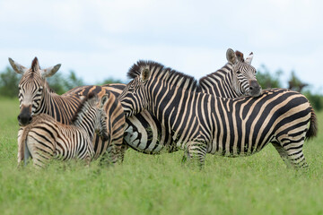 Fototapeta premium Zèbre de Burchell,.Equus quagga burchelli, Parc national Kruger, Afrique du Sud