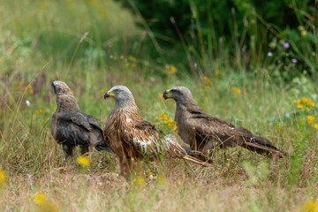 Milan royal,.Milvus milvus , Red Kite