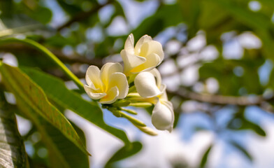 Plumeria flower on a tree. White tropical frangipani flower. Tropical landscape of beautiful plants and flowers.