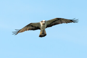 Balbuzard pêcheur, Pandion haliaetus, Western Osprey
