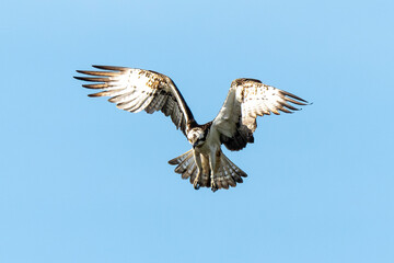 Balbuzard pêcheur, Pandion haliaetus, Western Osprey