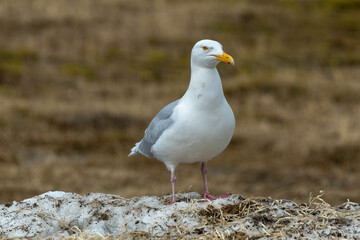 Goéland bourgmestre,.Larus hyperboreus, Glaucous Gull