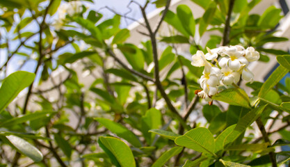 Plumeria flower on a tree. White tropical frangipani flower. Tropical landscape of beautiful plants and flowers.