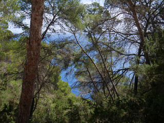 beautiful landscape on the island of Ibiza