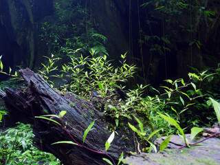 Beautiful green moss on the rock.