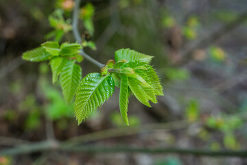 Tree buds in spring. Young large buds on branches against blurred background under the bright sun.