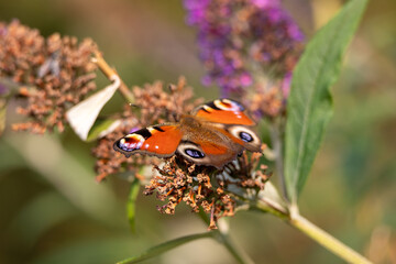 Peacock butterfly on flower in Sauerland