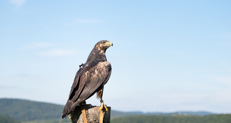 Black hawk, wildlife, raptor bird of prey on a tree trunk, habitat, forest and meadow landscape, Buteogallus anthracinus eagle