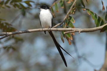 A bird perched on a branch, showcasing its long tail and contrasting black and white feathers.