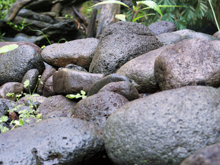 River stone in a tropical forest
