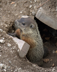 groundhog eating a peanut next to its hole in public park (small ground hog woodchuck wood chuck rodent animal) furry critter with tail