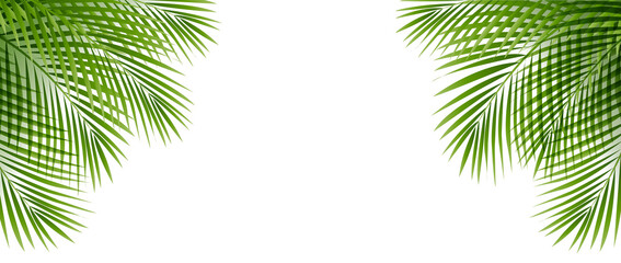 Tropical Palm Tree Border Isolated Transparent Background