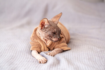 Egyptian sphinx cat in clothes sitting on bed. Close-up of hairless cat in warm sweater.