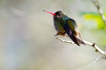 Fototapeta premium A colorful hummingbird perched on a branch, showcasing its vibrant plumage.