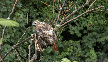 red tailed hawk sitting on tree branch during rain (wet bird grooming itself) water storm nature...