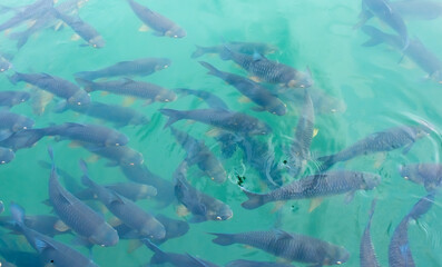 There are many Japanese carp fish swimming in the water. Fish farm. The pond is teeming with a school of large fish.