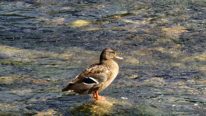 Duck in the water