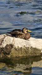 Duck on the rock