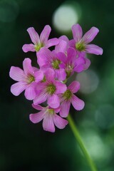 Obraz premium A close-up of delicate pink flowers against a blurred green background.
