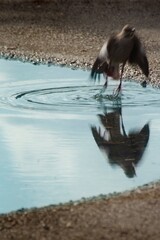 Fototapeta premium A bird splashes in a puddle, creating ripples and reflections in the water.