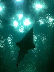 Underwater View of Aquarium with Batoid © Apisara