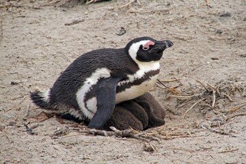 Fototapeta premium A penguin sitting protectively over its chicks in a sandy nest.