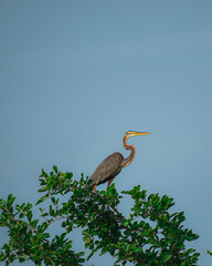 great blue heron