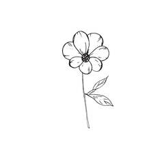  Graphic flowers. Hand draws graphic illustrations on a white background. Graphic flowers for design
