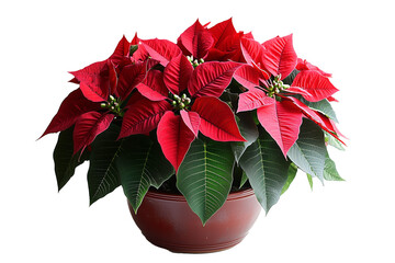 A vibrant red poinsettia plant in full bloom, displayed in a brown ceramic pot. Png die cut, isolated on white background. 
