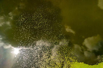 Aerial view of green water surface with sunlight reflections and scattered leaves creating a peaceful atmosphere