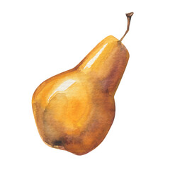 Watercolor hand-drawn yellow pear. Botanical illustration of autumn harvest. 