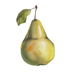 Watercolor botanical illustration of green pear with leaf. Fall harvest. 