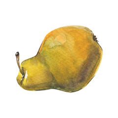 Watercolor realistic green pear isolated on white. Autumn harvest. 