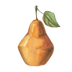 Watercolor hand-drawn yellow fresh pear. Isolated illustration of autumn harvest. 