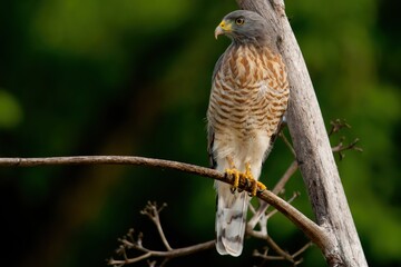 A hawk perched on a branch, showcasing its striking plumage against a blurred green background.
