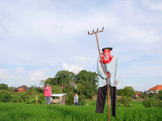 Rice fields on the island of the Gods