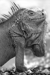 A close-up of an iguana showcasing its textured skin and distinctive features.