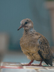 European turtle Dove sitting on the wall
