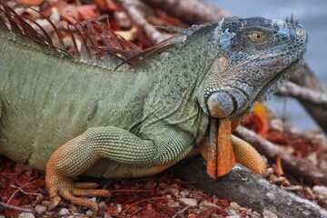 A close-up of an iguana resting on the ground near water.