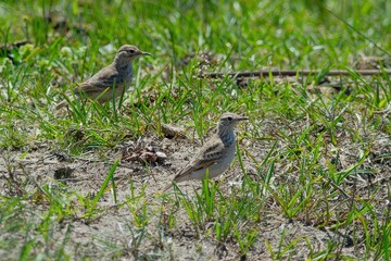 Two birds standing on grass in a natural setting.