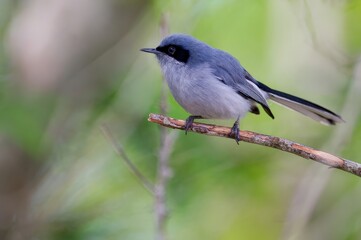 A small gray bird perched on a branch, surrounded by a blurred green background.