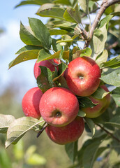 Reife Äpfel im alten Land 