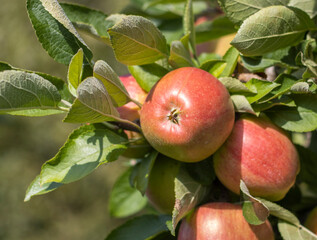Reife Äpfel im alten Land 