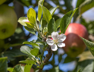 Reife Äpfel im alten Land 