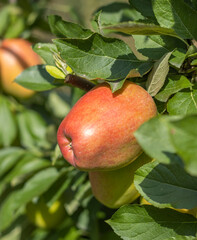 Reife Äpfel im alten Land 
