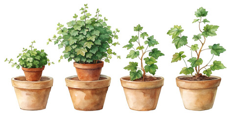 Set of Four Small Separate Hedera Helix (English Ivy) Plants in Pots Isolated on Transparent Background, Ideal for Indoor Gardening and Climbing Plant Projects