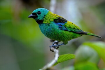 A vibrant green and blue bird perched on a branch in a natural setting.